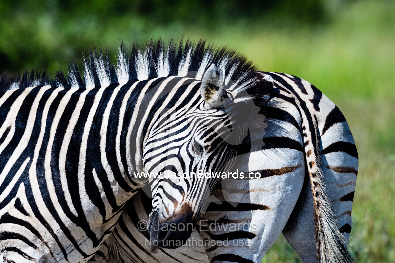 A Burchell's Zebra rubbing and scratching his head on the rump of another zebra. Selinda Reserve, Linyanti Region, Northern Botswana.