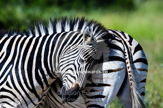 A Burchell's Zebra rubbing and scratching his head on the rump of another zebra. Selinda Reserve, Linyanti Region, Northern Botswana.