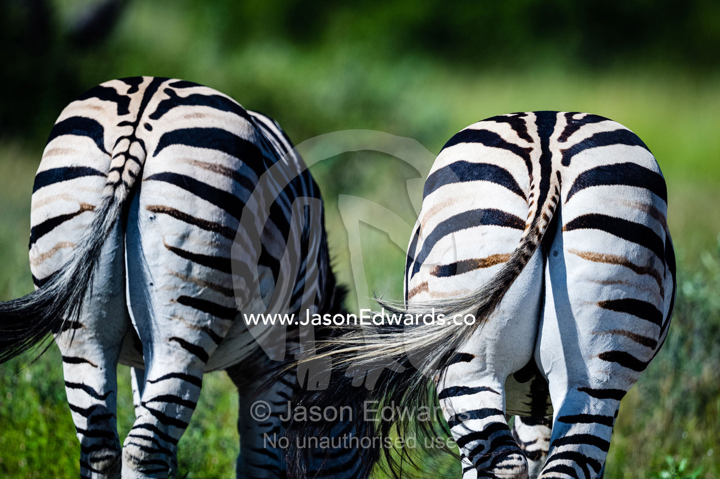 The striped rumps of a pair of Burchell's Zebra. Selinda Reserve, Linyanti Region, Northern Botswana.