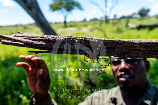 An African safari guide handling an Orb Spider. Selinda Reserve, Linyanti Region, Northern Botswana.