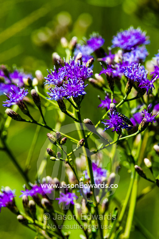 Clusters of bright purple flowers on a grassland. Selinda Reserve, Linyanti Region, Northern Botswana.