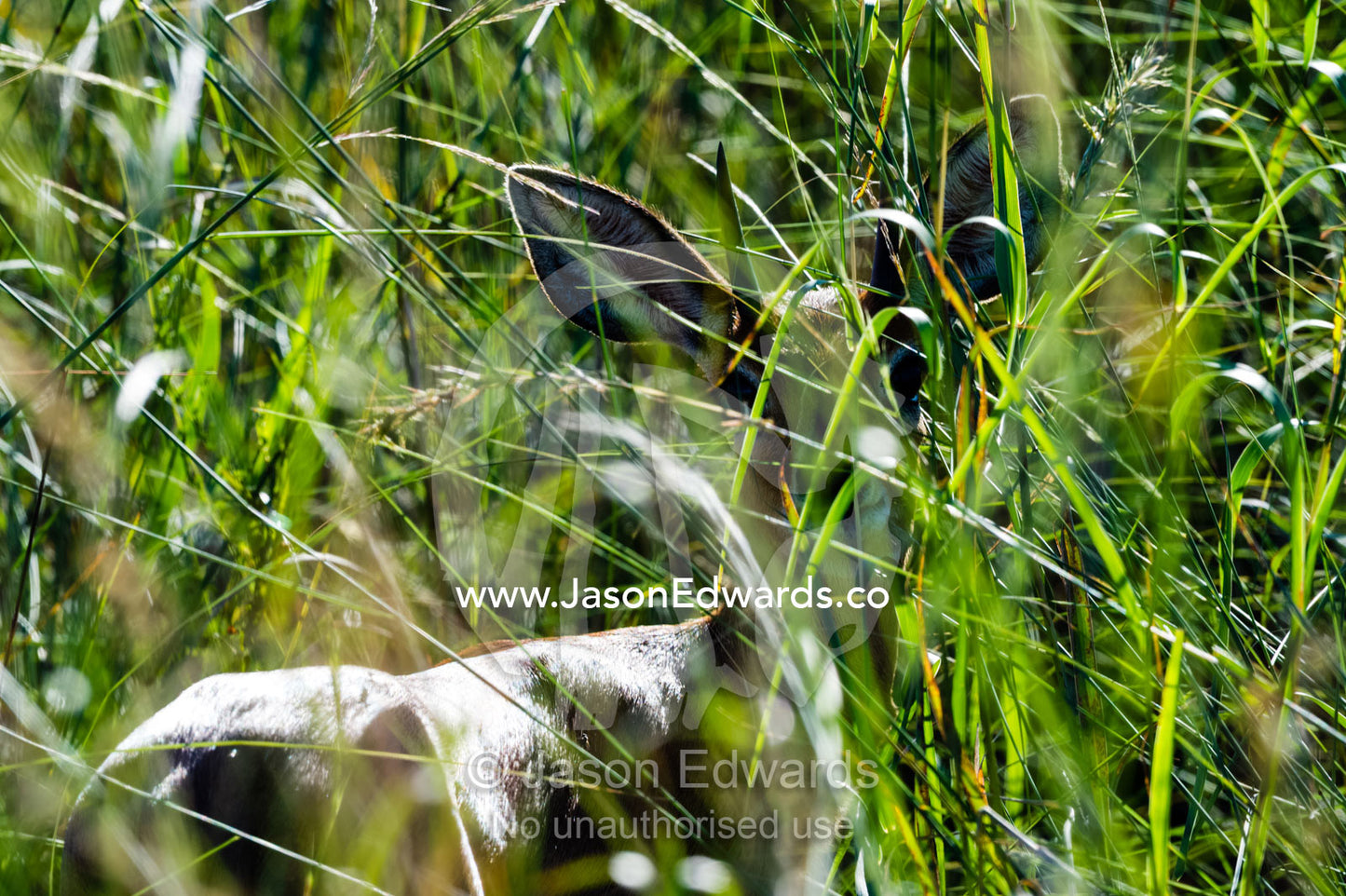 A tiny Steinbok hiding in the reeds on a floodplain. Selinda Reserve, Linyanti Region, Northern Botswana.