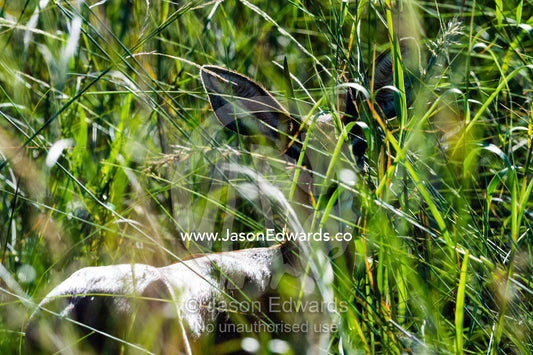 A tiny Steinbok hiding in the reeds on a floodplain. Selinda Reserve, Linyanti Region, Northern Botswana.