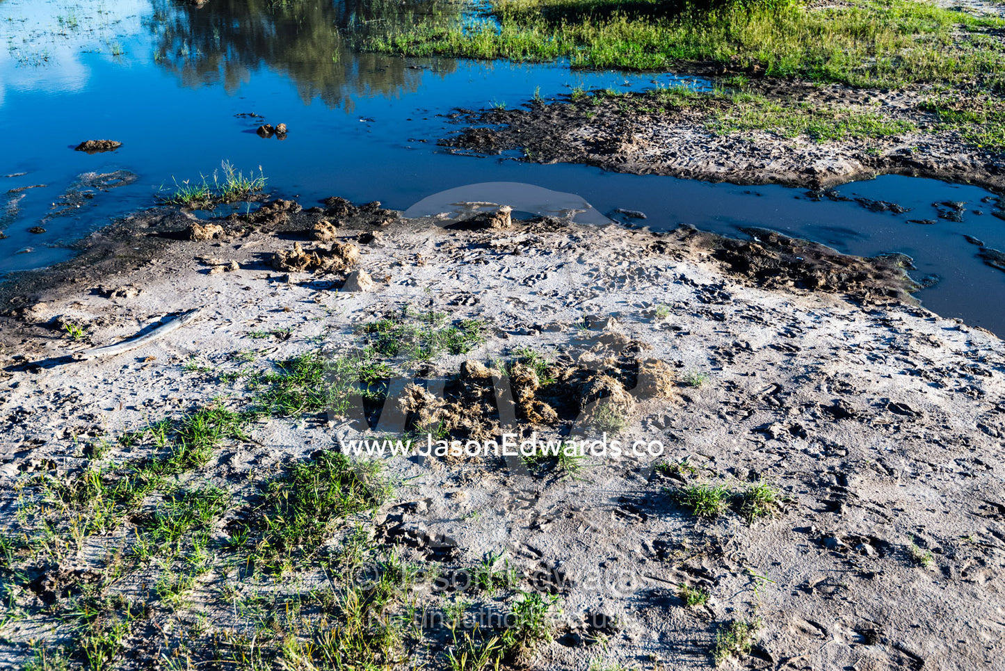 Animal tracks and faeces on the shore of a waterhole. Selinda Reserve, Linyanti Region, Northern Botswana.