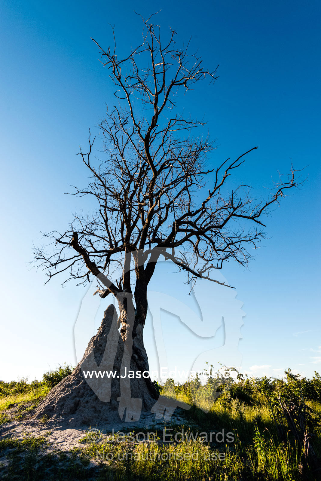 A termite mound growing up the trunk of a tree. Selinda Reserve, Linyanti Region, Northern Botswana.