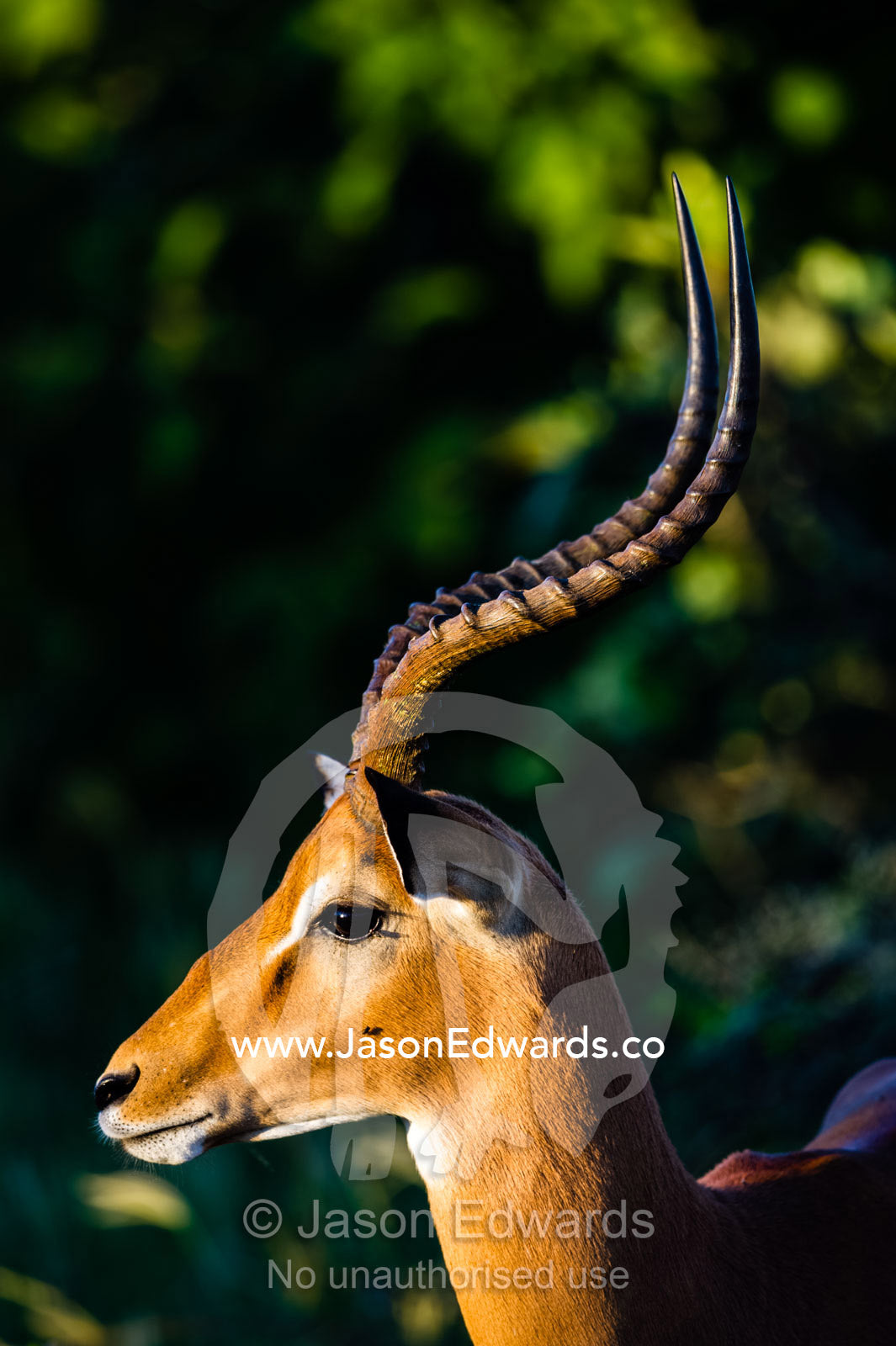 The elegant spiral curved horns of a male Impala. Selinda Reserve, Linyanti Region, Northern Botswana.