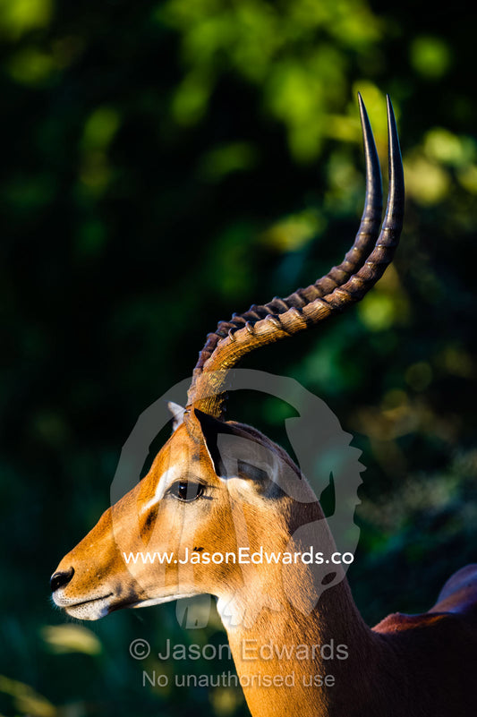 The elegant spiral curved horns of a male Impala. Selinda Reserve, Linyanti Region, Northern Botswana.