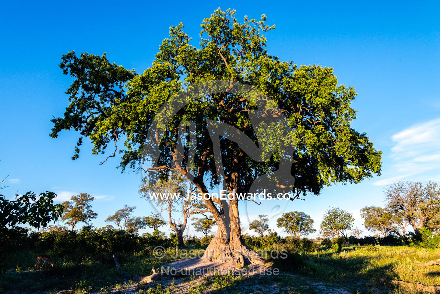 The sprawling canopy of a tree on an African savannah. Selinda Reserve, Linyanti Region, Northern Botswana.