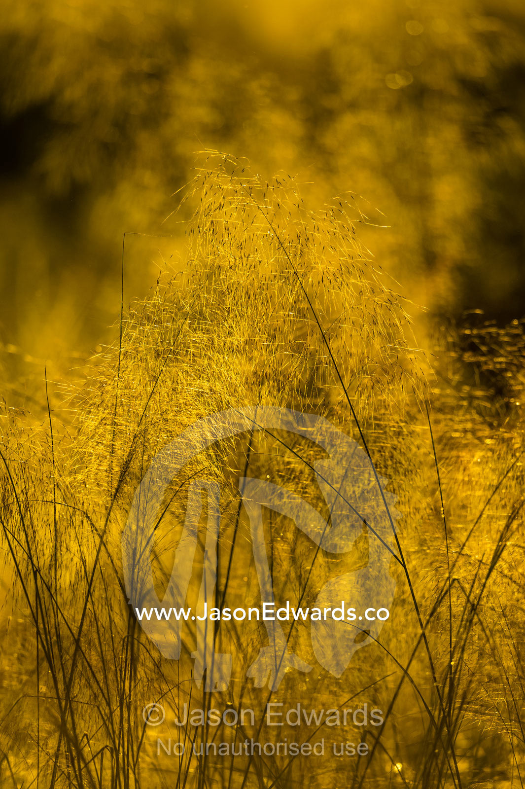 The backlit seeds of Common Wild Sorghum at sunset. Selinda Reserve, Linyanti Region, Northern Botswana.