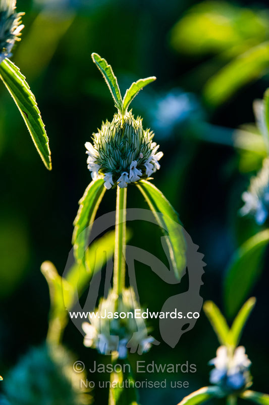 A Star-of-Bethlehem flower on a grassland. Selinda Reserve, Linyanti Region, Northern Botswana.
