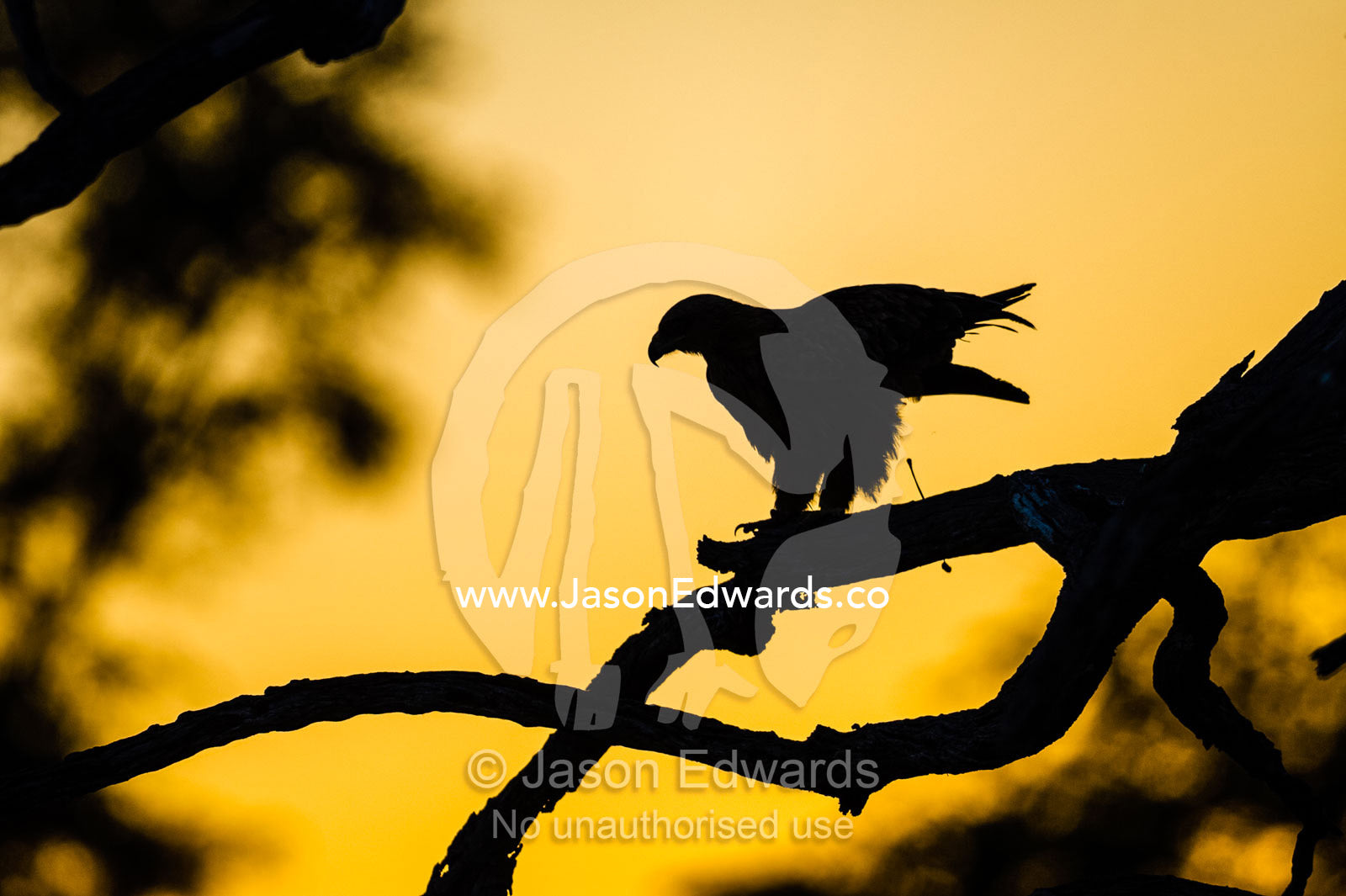 The silhouette of an Eagle squirting out faeces at sunset. Selinda Reserve, Linyanti Region, Northern Botswana.