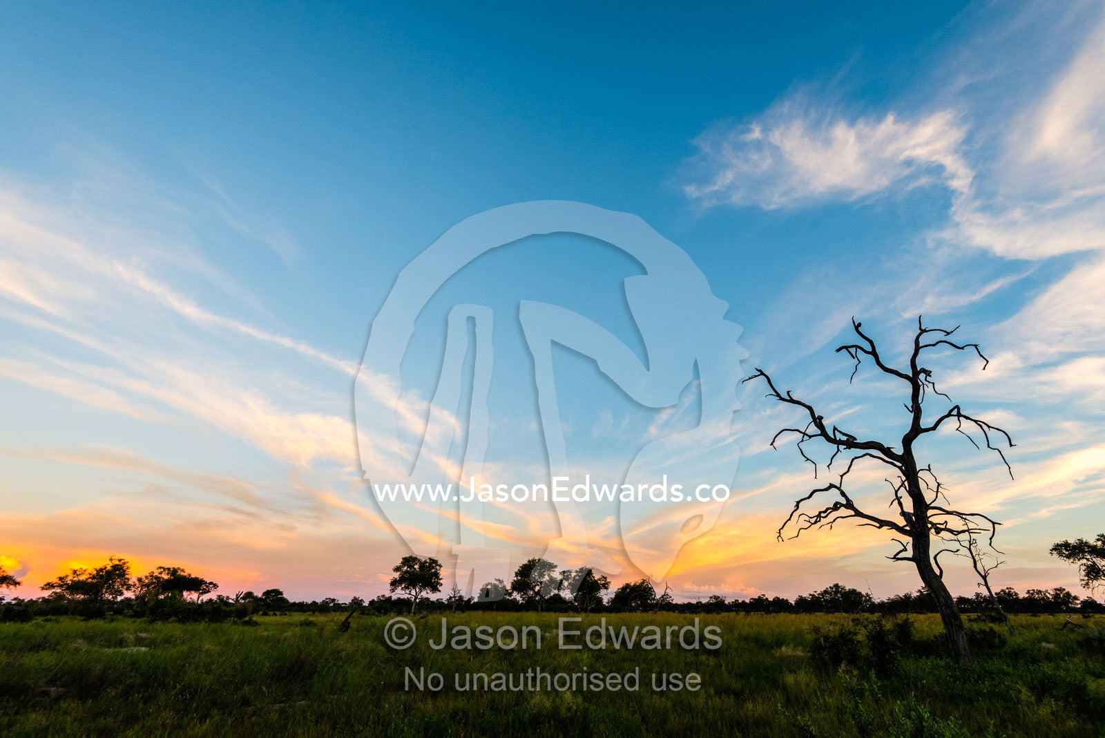 The silhouette of a dead tree on a floodplain in the sunset afterglow. Selinda Reserve, Linyanti Region, Northern Botswana.
