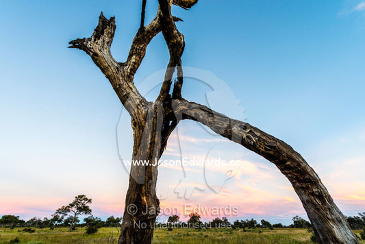 A fork in a dead tree trunk on a floodplain. Selinda Reserve, Linyanti Region, Northern Botswana.