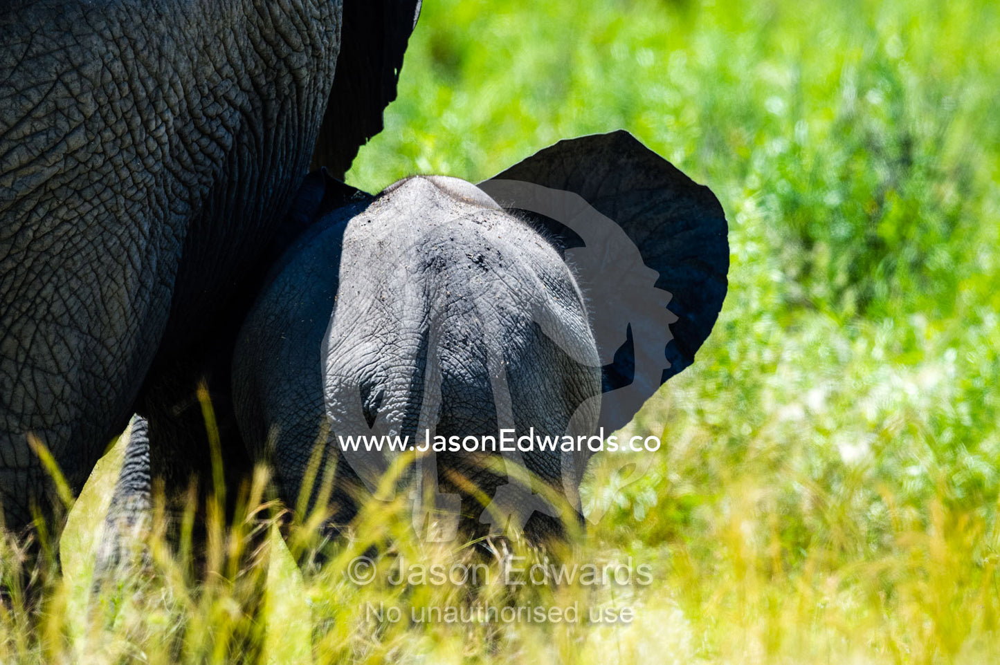 An African Elephant calf following it's mother across the floodplain. Selinda Reserve, Linyanti Region, Northern Botswana.
