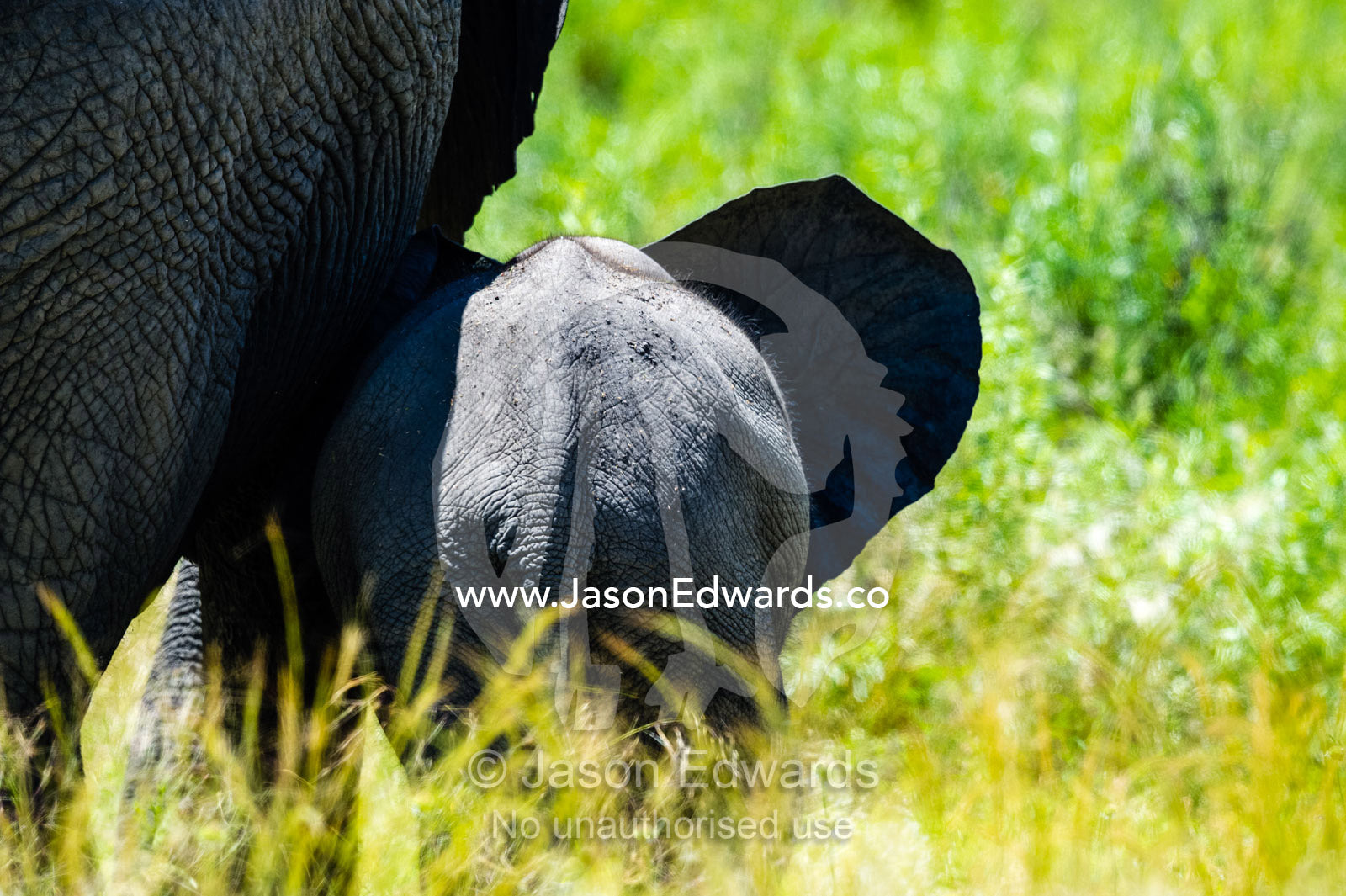 An African Elephant calf following it's mother across the floodplain. Selinda Reserve, Linyanti Region, Northern Botswana.
