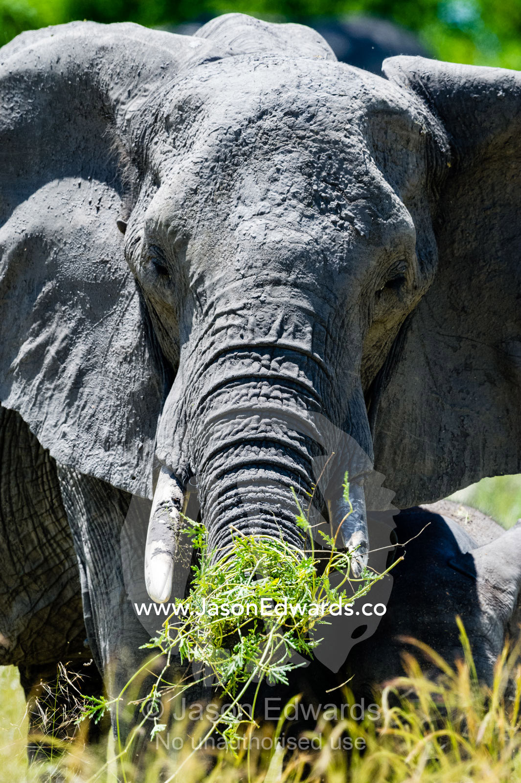 An African Elephant feeding on reeds and grasses on a floodplain. Selinda Reserve, Linyanti Region, Northern Botswana.