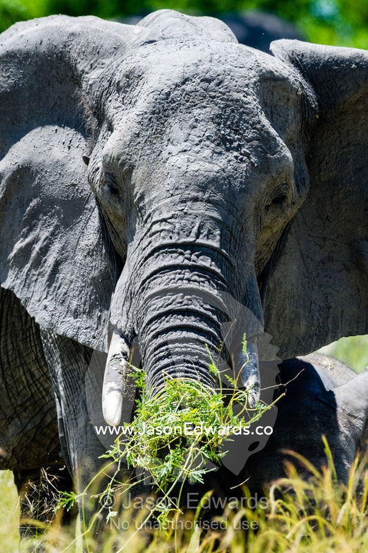 An African Elephant feeding on reeds and grasses on a floodplain. Selinda Reserve, Linyanti Region, Northern Botswana.