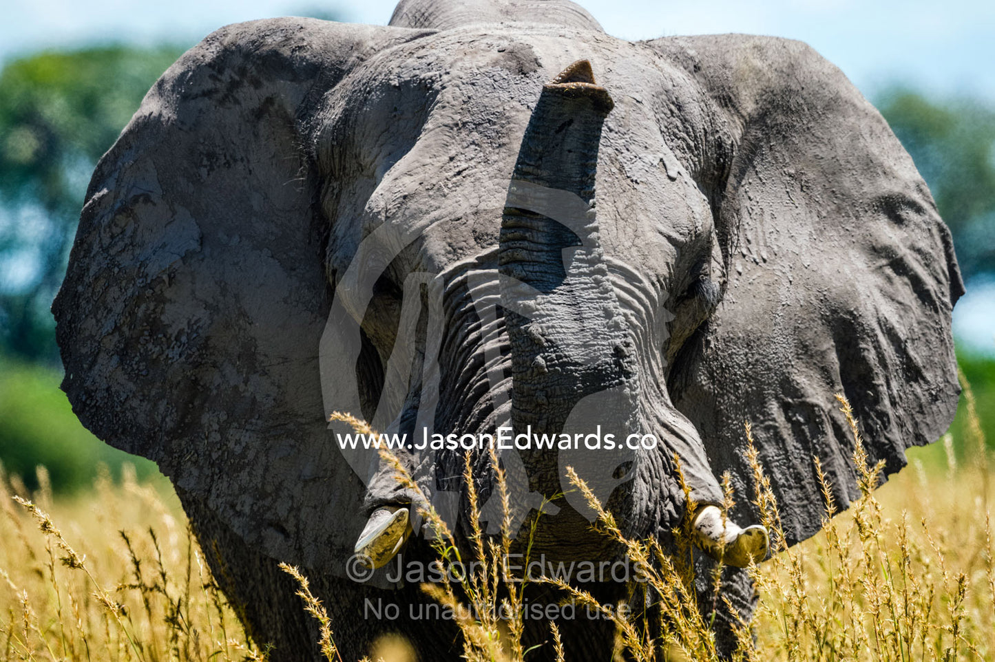An African Elephant smelling the air with it's long trunk. Selinda Reserve, Linyanti Region, Northern Botswana.