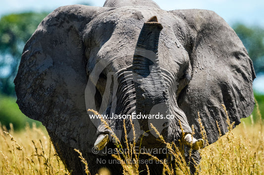 An African Elephant smelling the air with it's long trunk. Selinda Reserve, Linyanti Region, Northern Botswana.