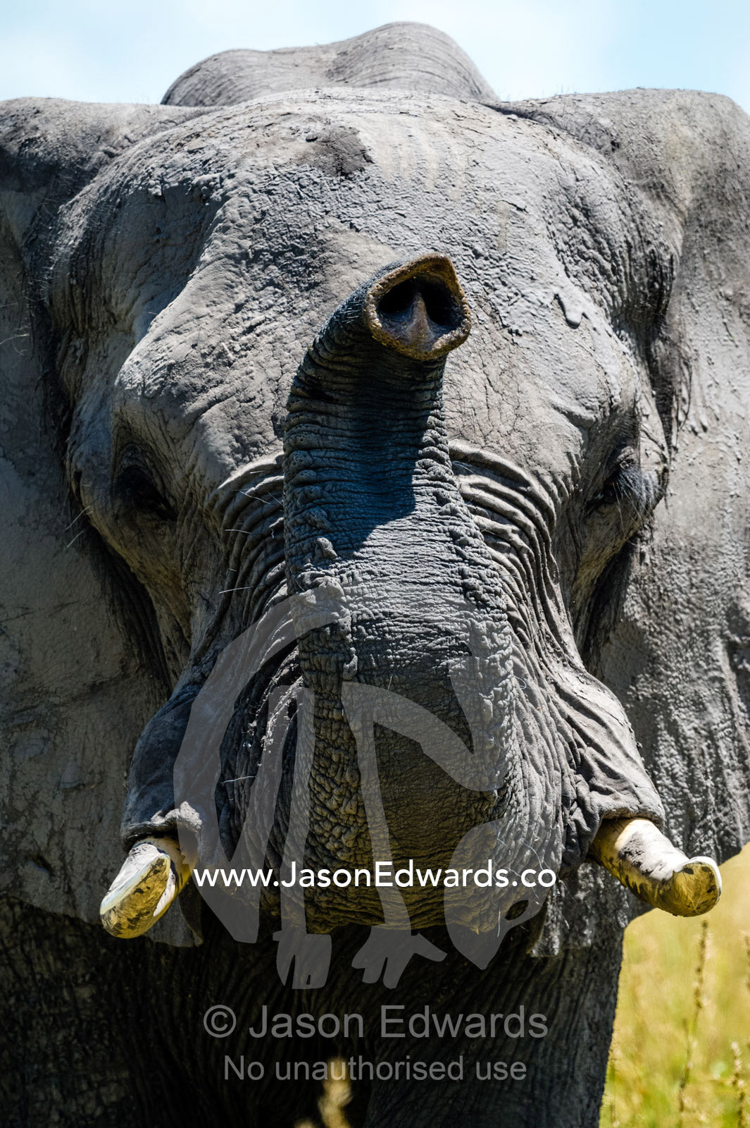 An African Elephant smelling the air with it's long trunk. Selinda Reserve, Linyanti Region, Northern Botswana.