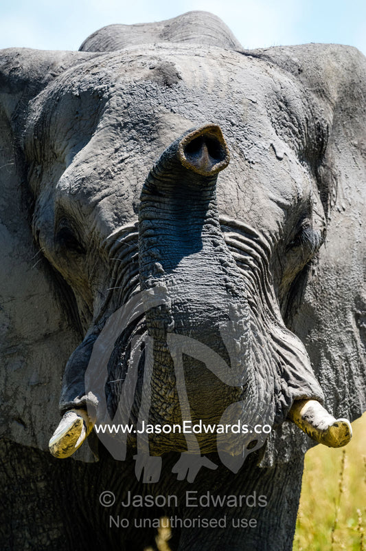 An African Elephant smelling the air with it's long trunk. Selinda Reserve, Linyanti Region, Northern Botswana.