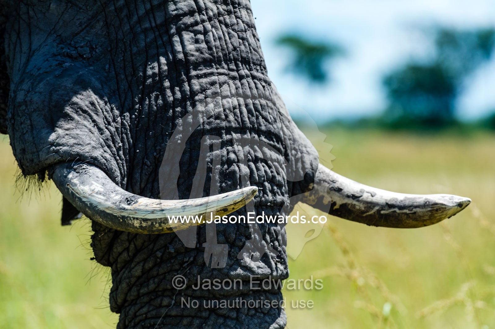 The ivory tusks and wrinkled skin on the trunk of an African Elephant. Selinda Reserve, Linyanti Region, Northern Botswana.