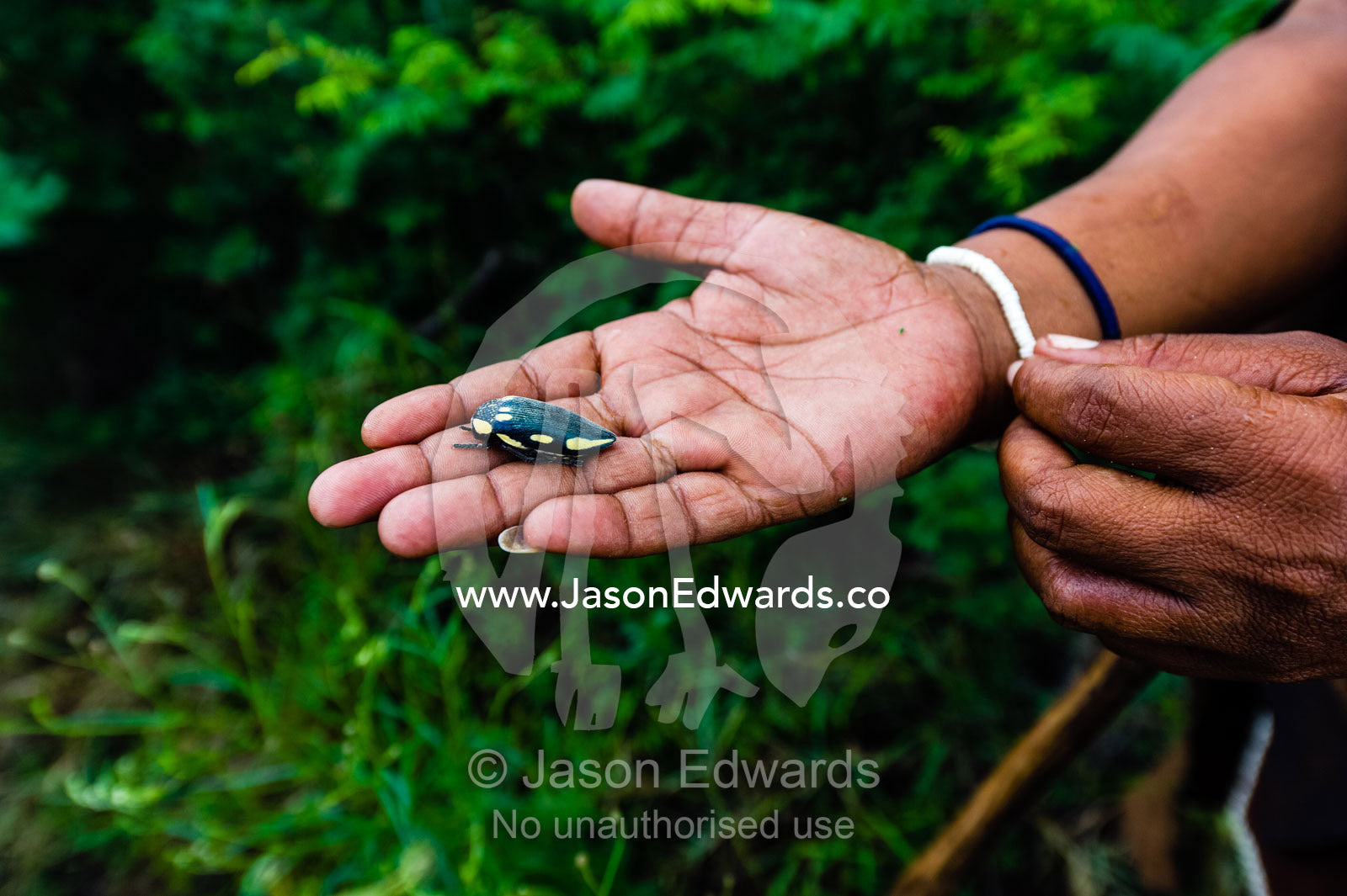 A San Bushmen woman holding a Flower Scarab beetle to eat. Kalahari Desert, Botswana.