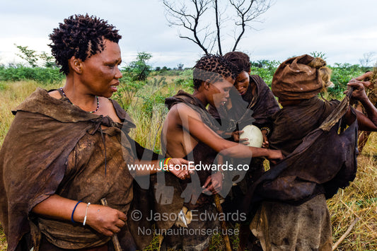A group of San Bushmen women removing an ostrich egg from a animal skin sling. Kalahari Desert, Botswana.