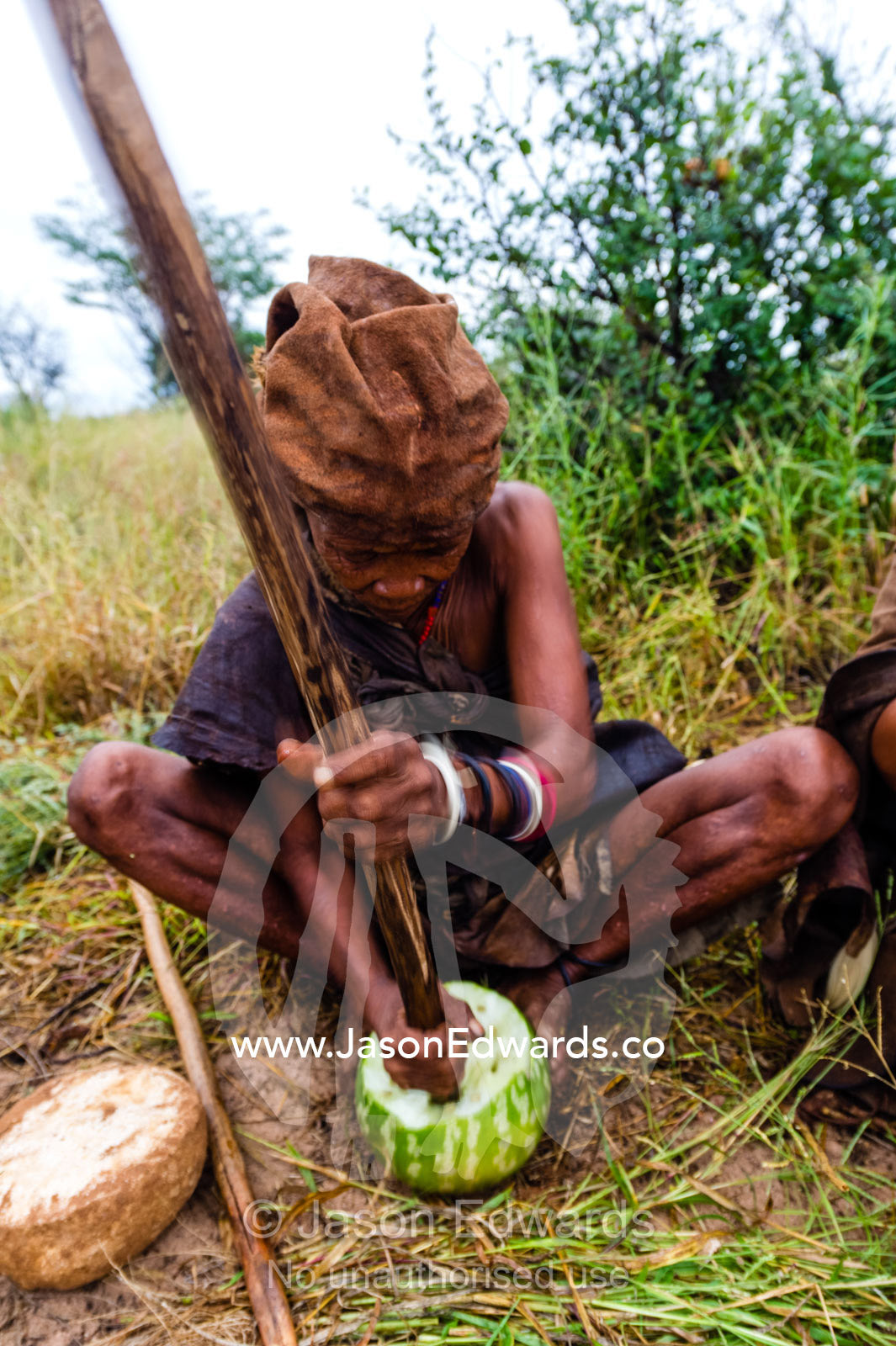 A San Bushmen woman digging flesh from a citron melon with a stick to eat. Kalahari Desert, Botswana.