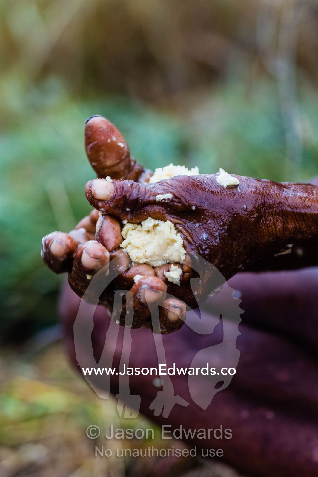 A San Bushmen woman using the pulp from a tuber root to make soap for washing her hands and face. Kalahari Desert, Botswana.