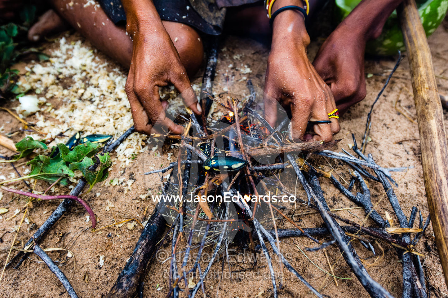 A San Bushmen putting kindling sticks on embers to cook a Flower Scarab beetle. Kalahari Desert, Botswana.
