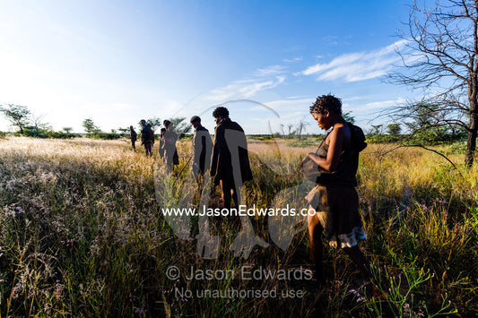 A family of San Bushmen walking through a grassland at dawn to hunt for breakfast. Kalahari Desert, Botswana.