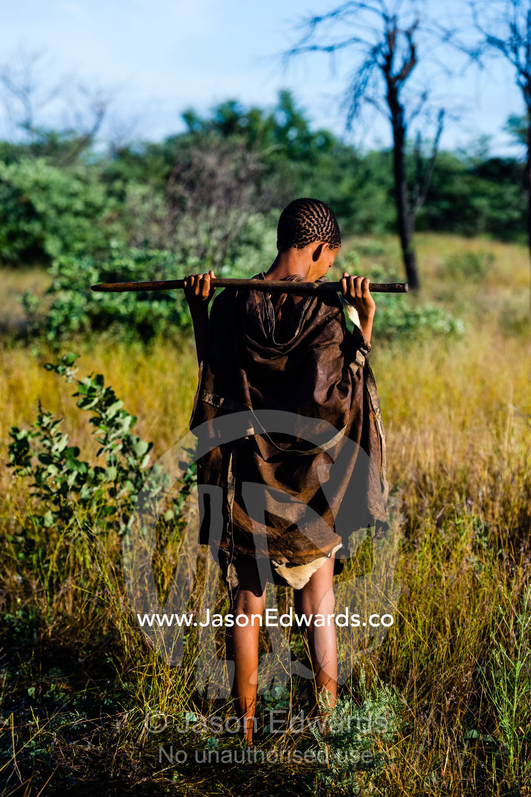 A San Bushmen woman walking with a digging stick through a grassland. Kalahari Desert, Botswana.