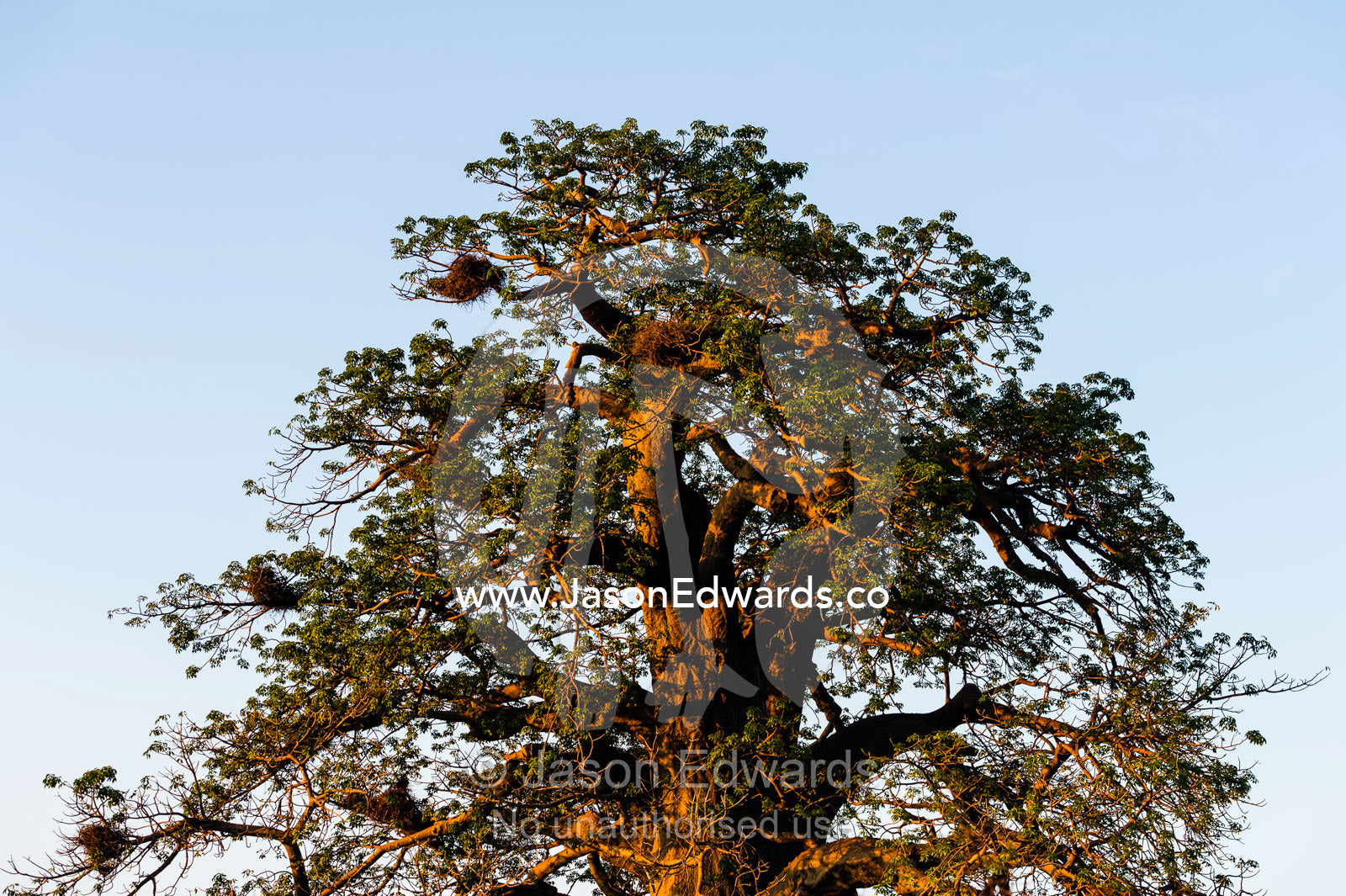 The broad trunk and sprawling canopy of a Baobab tree adapted to life in the desert. Planet Baobab, Makgadikgadi Pans, Botswana.