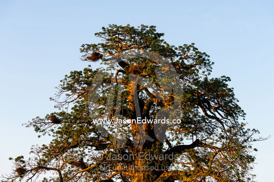 The broad trunk and sprawling canopy of a Baobab tree adapted to life in the desert. Planet Baobab, Makgadikgadi Pans, Botswana.