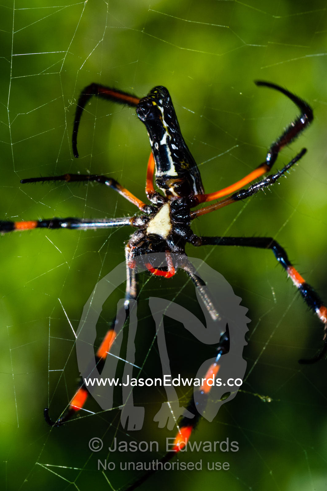 A Golden Orb-weaver Spider hanging in the middle of it's web. Planet Baobab, Makgadikgadi Pans, Botswana.