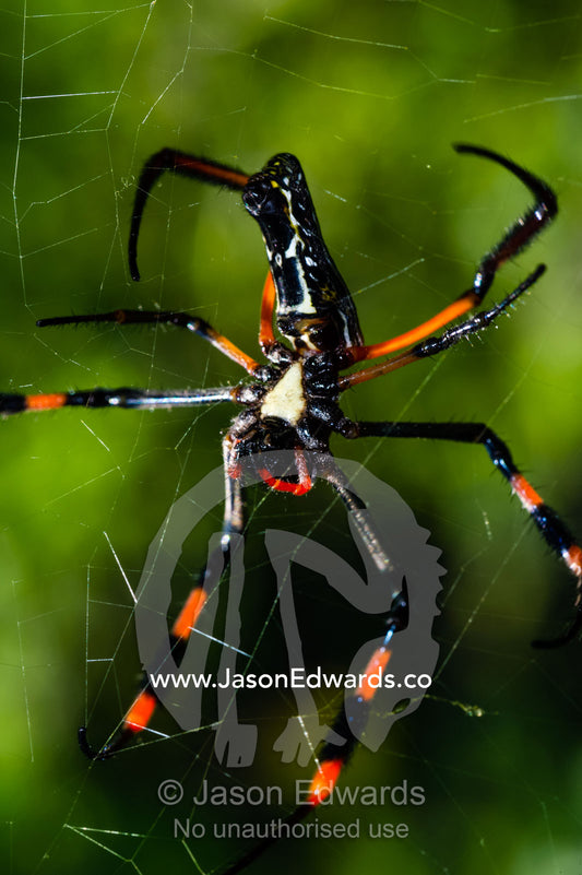 A Golden Orb-weaver Spider hanging in the middle of it's web. Planet Baobab, Makgadikgadi Pans, Botswana.