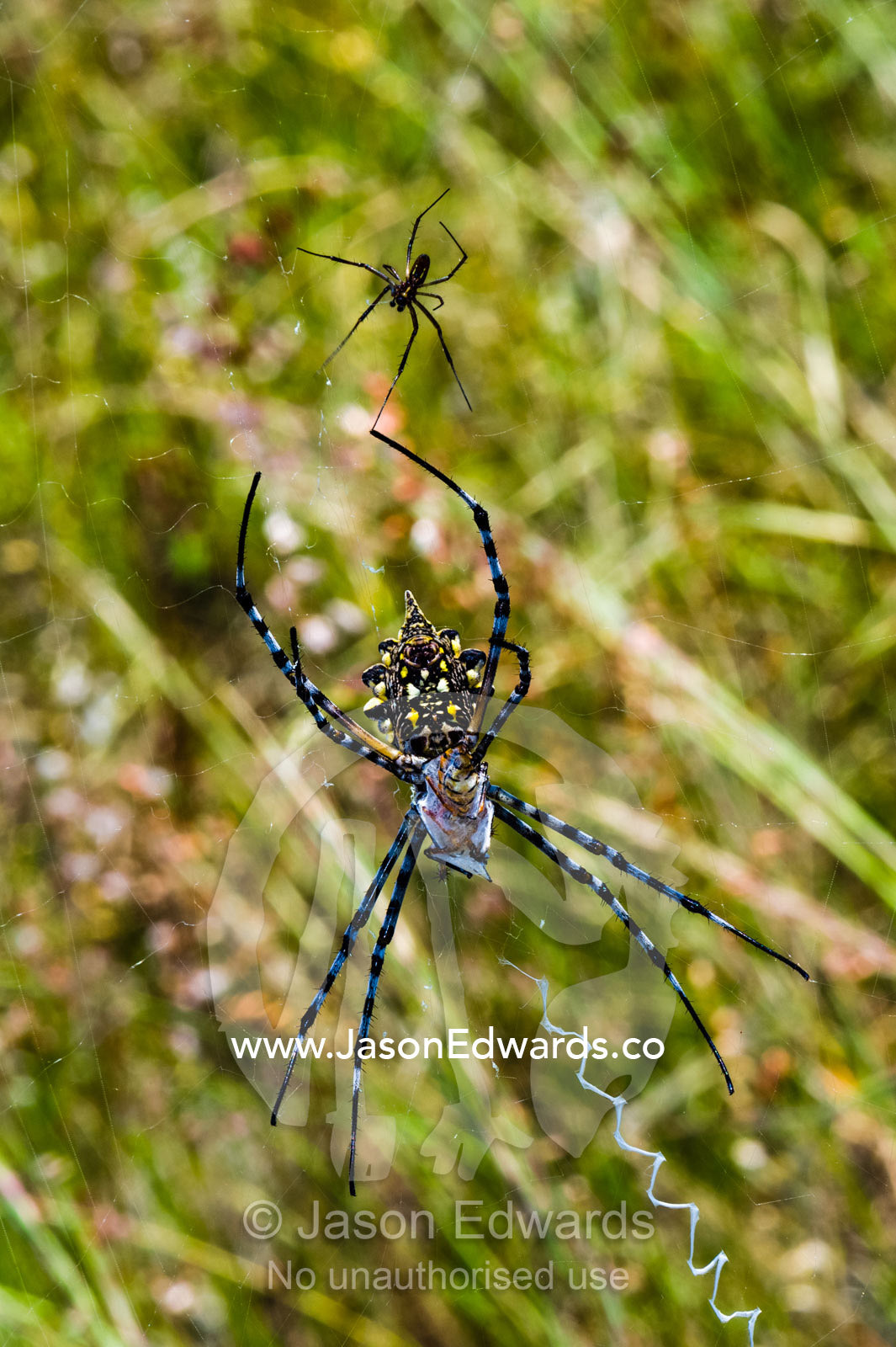 A Black and Yellow Garden Spider clinging to it's web with a small male nearby. Planet Baobab, Makgadikgadi Pans, Botswana.