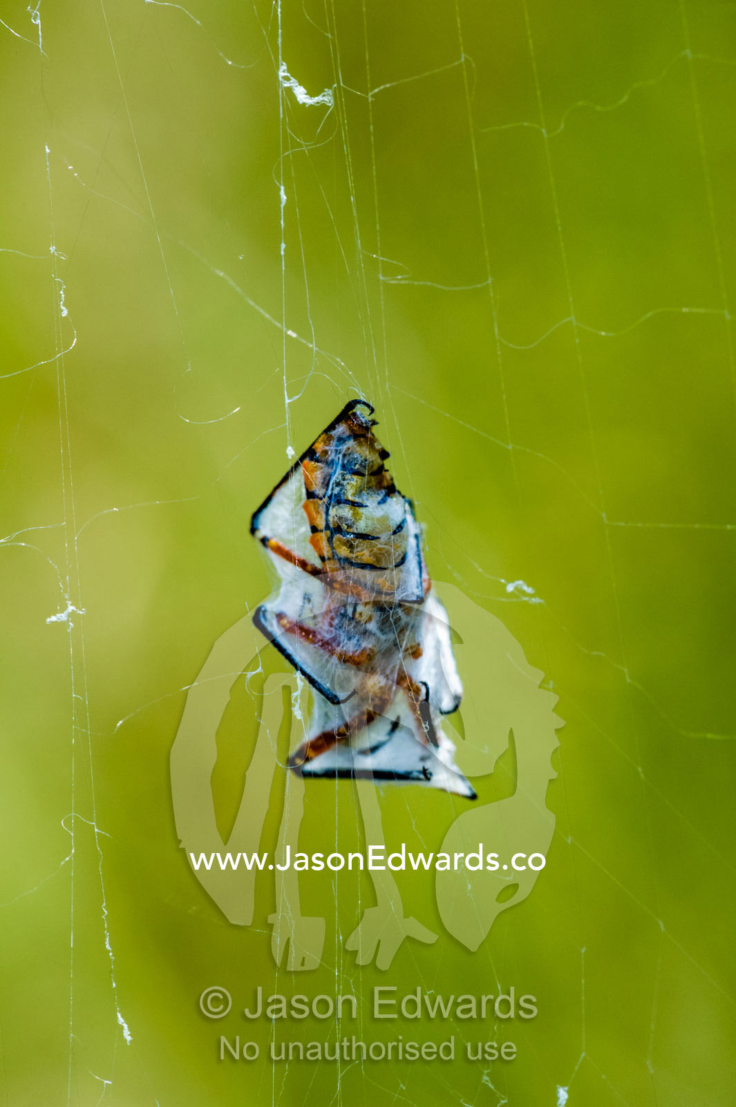 A Black and Yellow Garden Spider captured insect prey in a web bundle. Planet Baobab, Makgadikgadi Pans, Botswana.