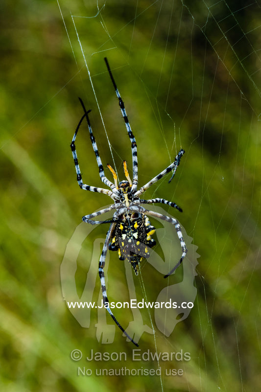 A Black and Yellow Garden Spider climbing along a web strand. Planet Baobab, Makgadikgadi Pans, Botswana.
