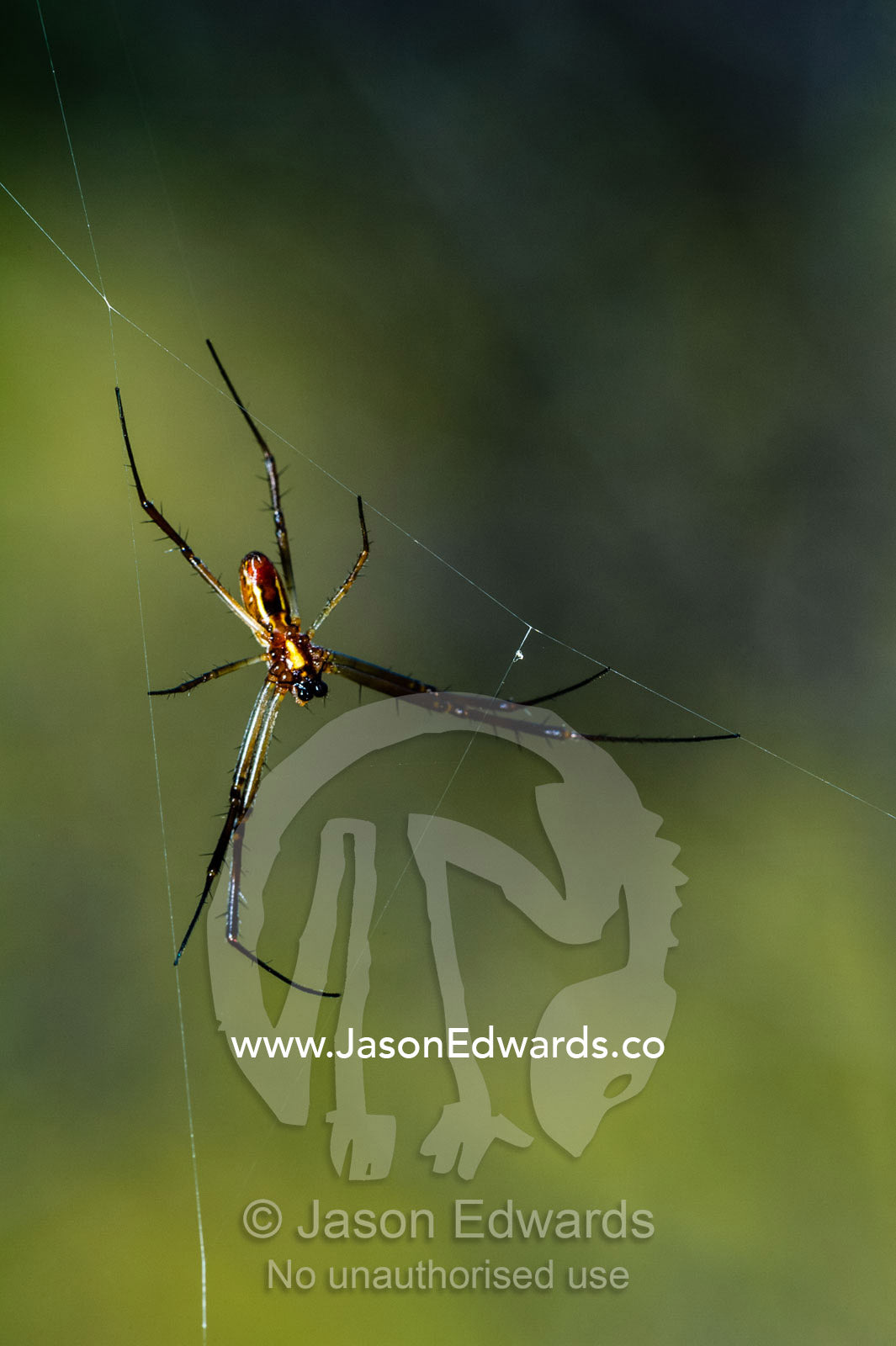 A tiny male Golden Orb-weaver Spider hanging on the outskirts of it's web. Planet Baobab, Makgadikgadi Pans, Botswana.