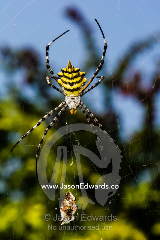 A Black and Yellow Garden Spider clinging to it's web with captured prey in a web bundle. Planet Baobab, Makgadikgadi Pans, Botswana.