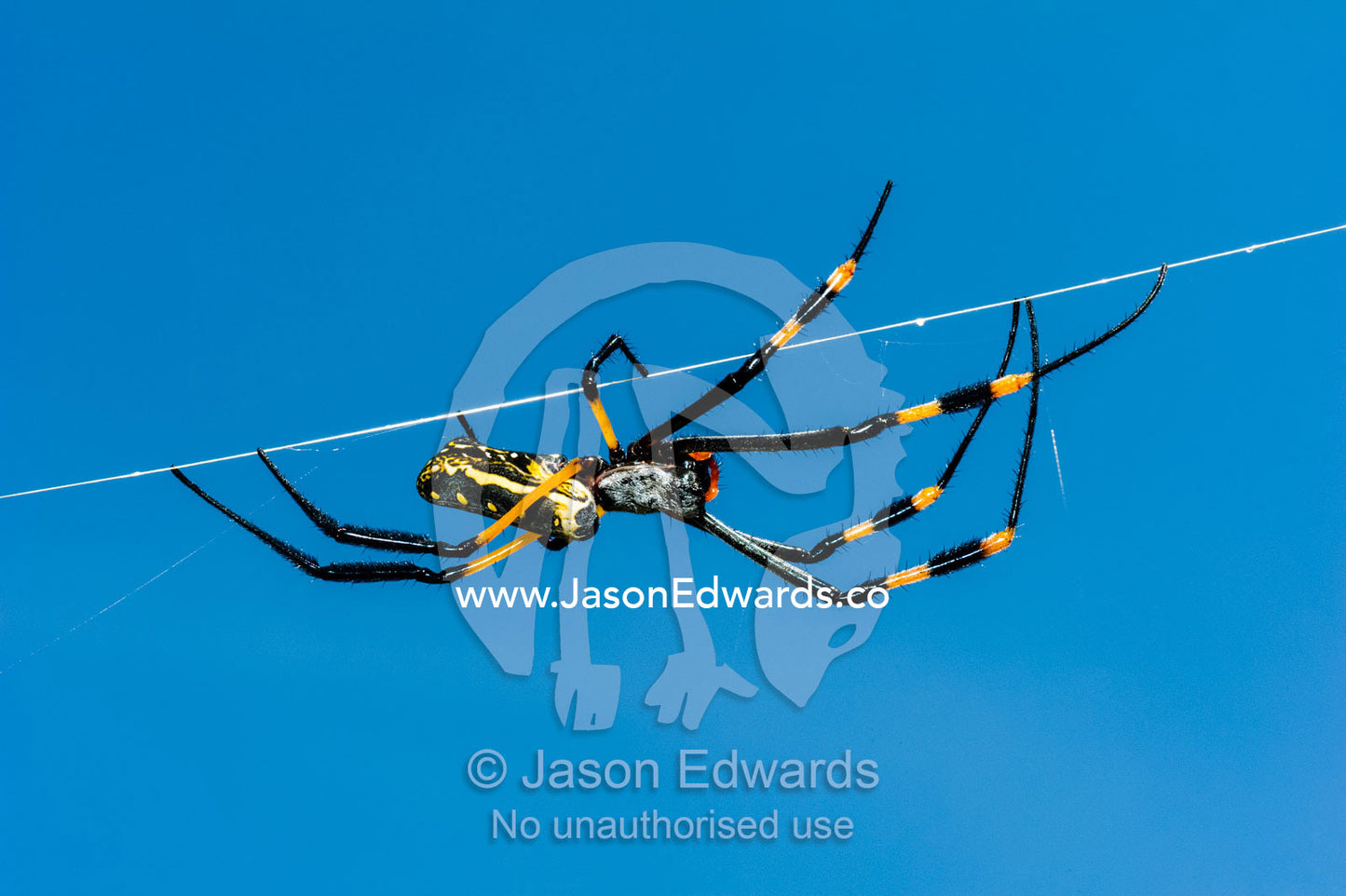 A Golden Orb-weaver Spider hanging in the middle of it's web. Planet Baobab, Makgadikgadi Pans, Botswana.