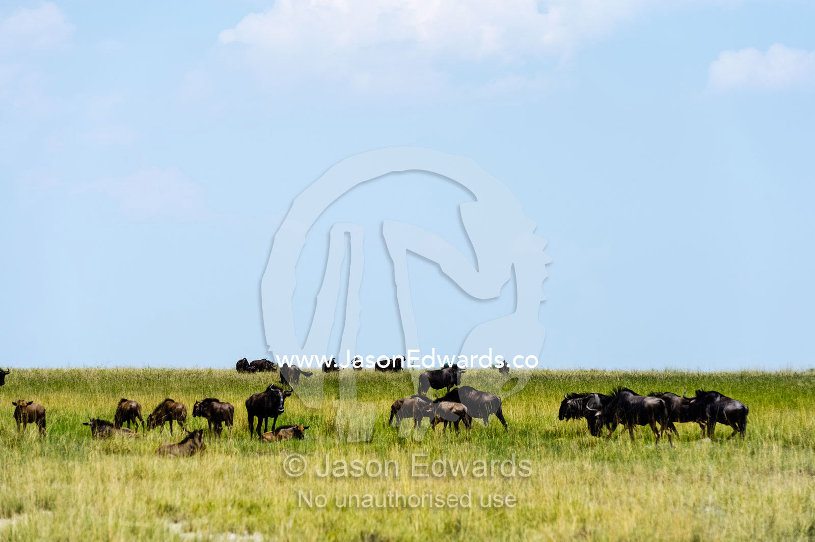 A herd of Blue Wildebeest on a dry savannah plain. Makgadikgadi Pans, Botswana.