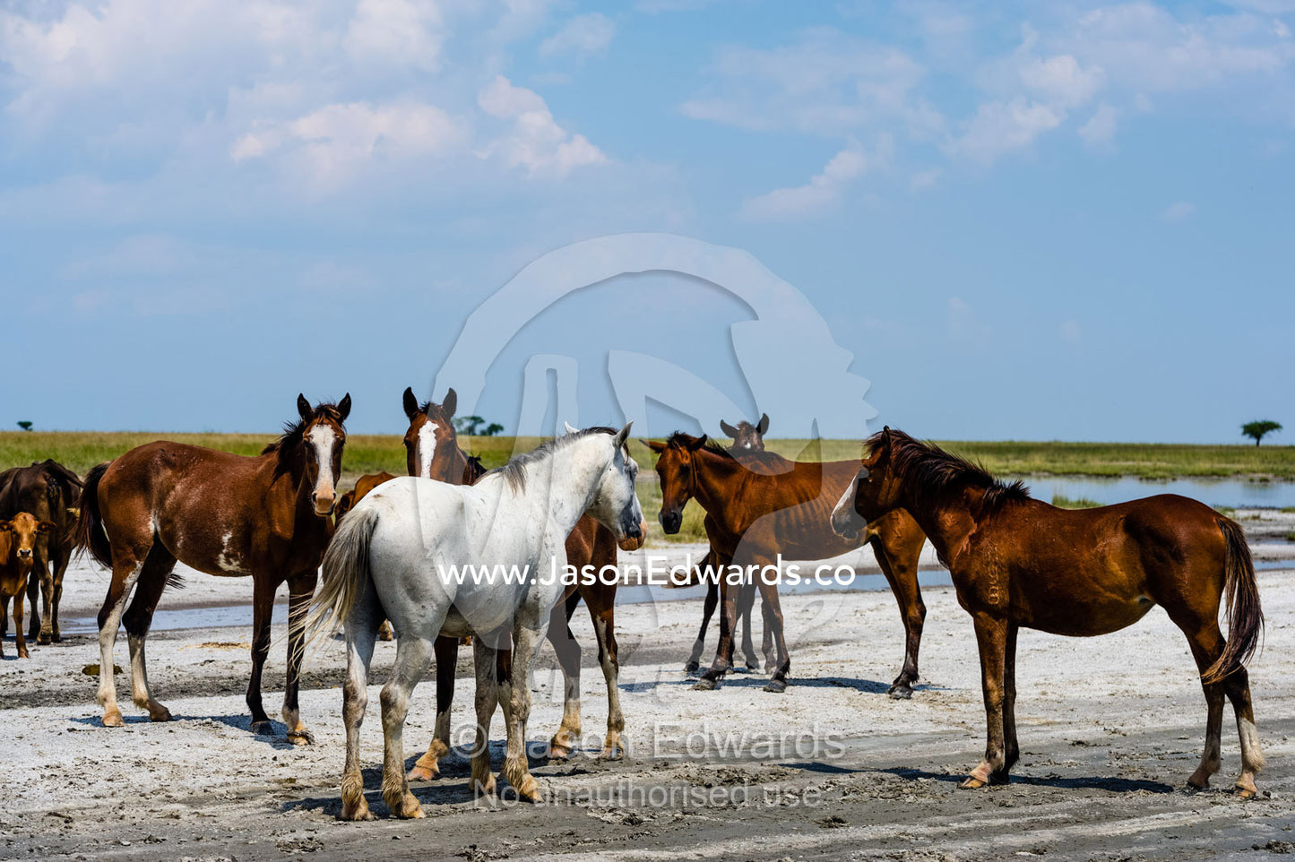 A mob of feral horses on a salt pan in a national park. Makgadikgadi Pans, Botswana.