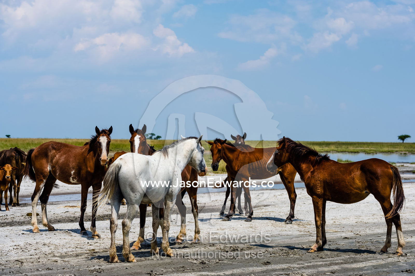 A mob of feral horses on a salt pan in a national park. Makgadikgadi Pans, Botswana.