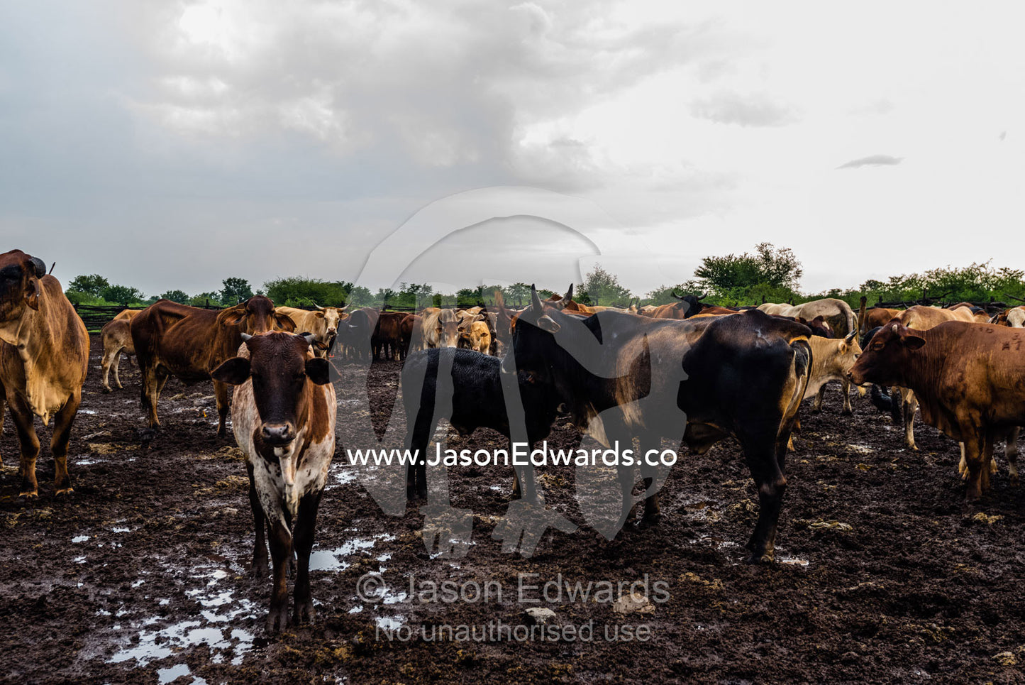 Domestic cows in a muddy paddock on a farm. Elephant Sands, Nata, Botswana.