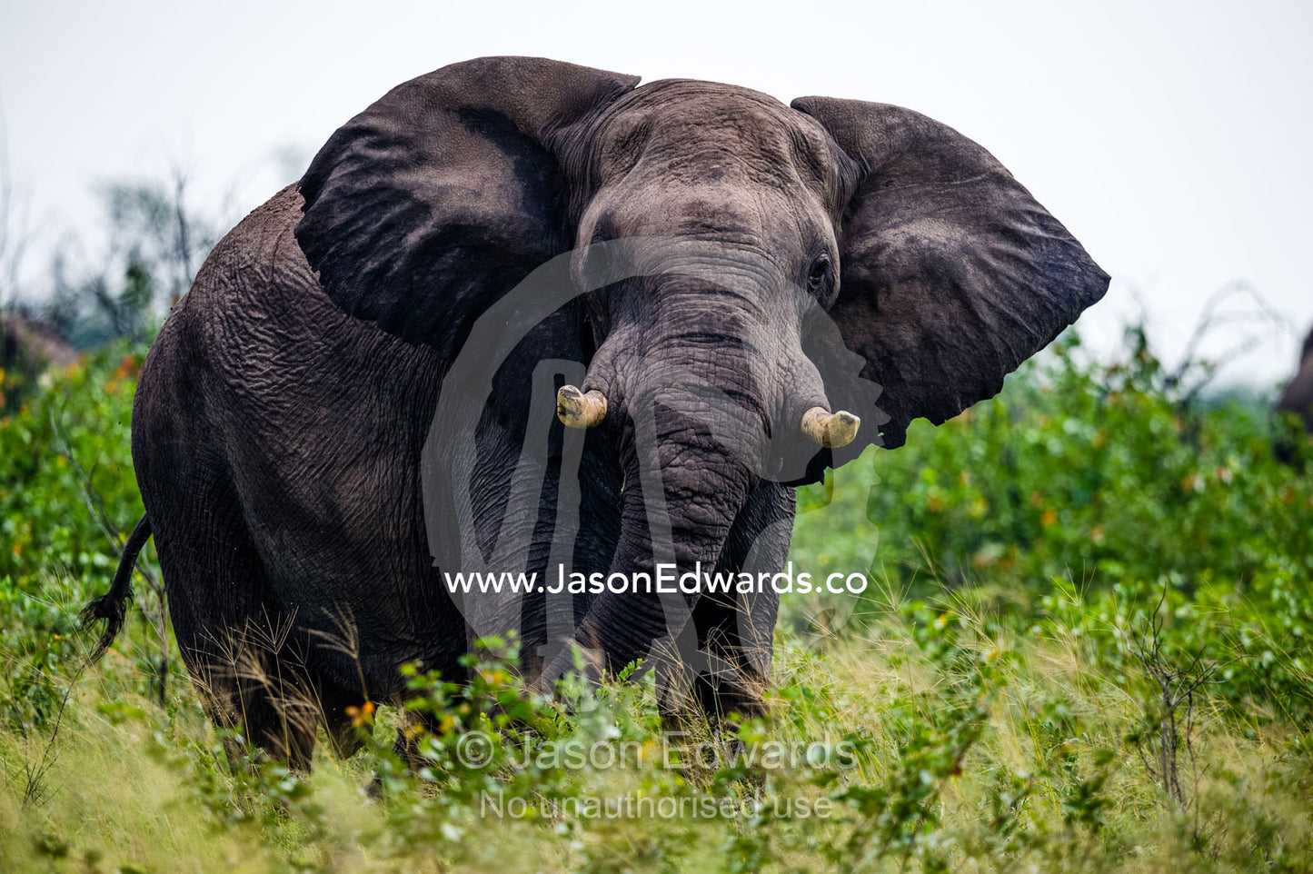 A large African Elephant flapping it's ears and charging in aggression. Elephant Sands, Nata, Botswana.