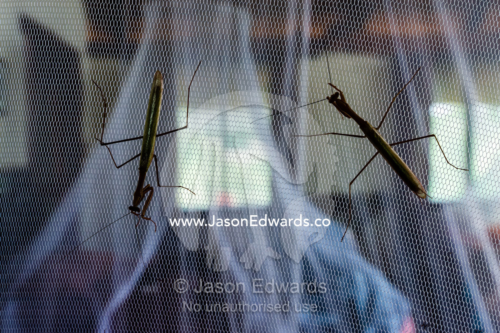 A pair of praying mantis on the mosquito net of a safari lodge bed. Elephant Sands, Nata, Botswana.