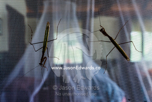 A pair of praying mantis on the mosquito net of a safari lodge bed. Elephant Sands, Nata, Botswana.